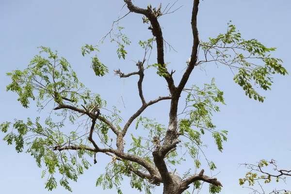 CITES：要求進(jìn)口國拒絕接受所有刺猬紫檀出口證