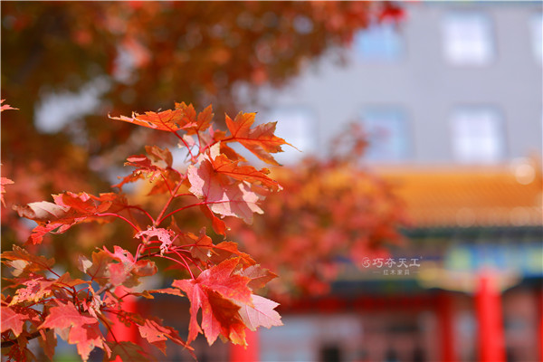 巧奪天工紅木傳世之家 | 一抹中國紅 醉了幾千年