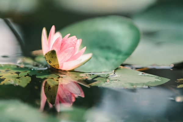 京熹國潮家居：“荷”的美稱知多少？