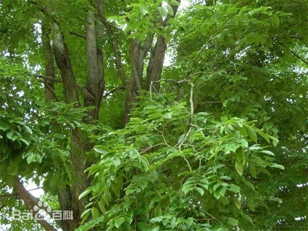 醉木苑紅木 醉木苑紅木