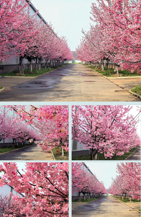 國壽紅木湖北園林式生產(chǎn)基地滿園櫻花盛開