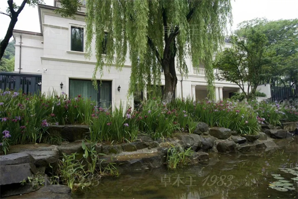 卓木王紅木 卓木王紅木